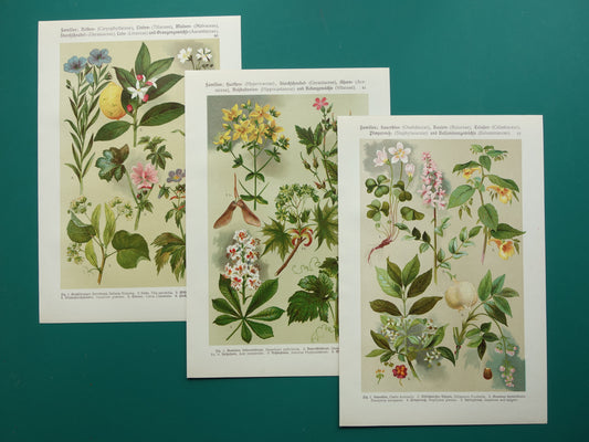 Set van drie oude botanische prenten - 1911 originele antieke bloemen illustratie - 3 vintage bloem prints paars