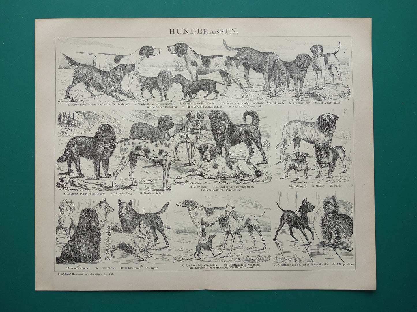 HONDEN oude prent uit 1898 over Hondenrassen Originele antieke Hond illustratie vintage prints
