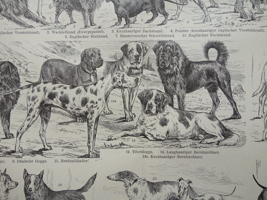 HONDEN oude prent uit 1898 over Hondenrassen Originele antieke Hond illustratie vintage prints
