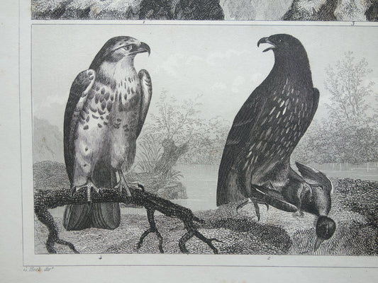 Oude prent van Roofvogels originele antieke vogel illustratie Adelaar Sperwer Visarend vintage afbeelding prints