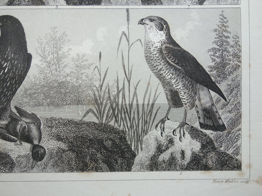 Oude prent van Roofvogels originele antieke vogel illustratie Adelaar Sperwer Visarend vintage afbeelding prints