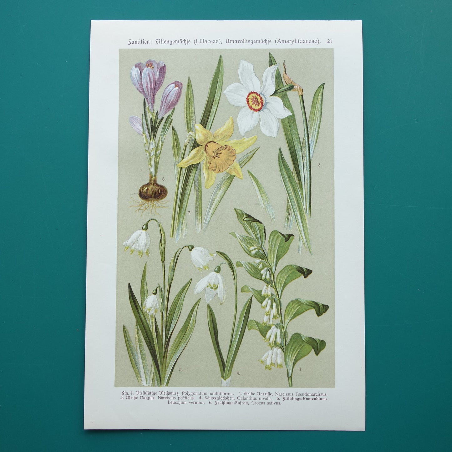 botanische prent uit het jaar 1911