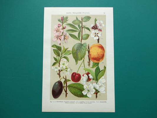 Set of three antique botanical prints - 1911 original old floral illustration - vintage historical flower prints
