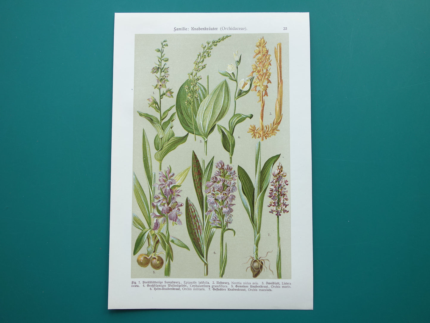 ORCHIDEE Oude botanische prent uit 1911 originele antieke illustratie ORCHIDEEËN