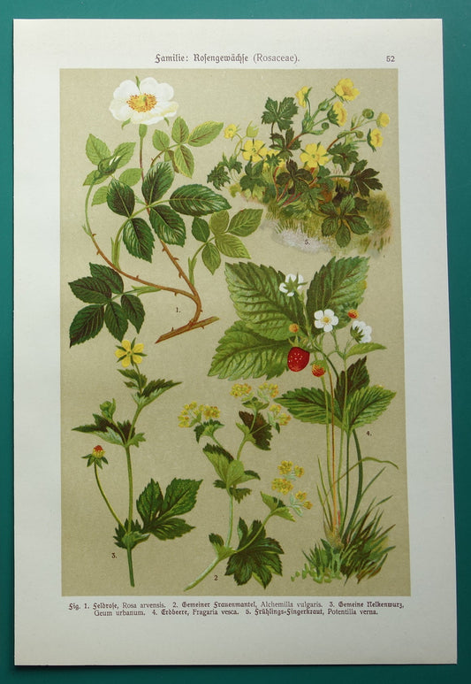 Vintage botanische prent Aardbei 1911 originele oude illustratie Bosroos Rosa Arvensis - antieke planten bloemen prints aardbeienplant