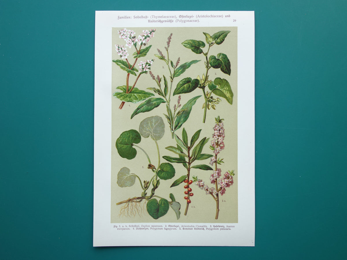 Old botanical prints Set of three pieces from 1911 Antique floral illustration print prints
