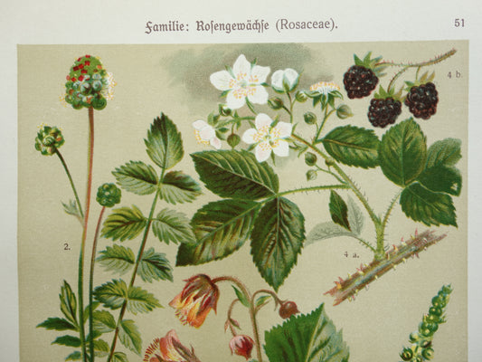 Old botanical print Raspberry - original antique illustration Blackberry Raspberries Agrimony - botany prints flowers