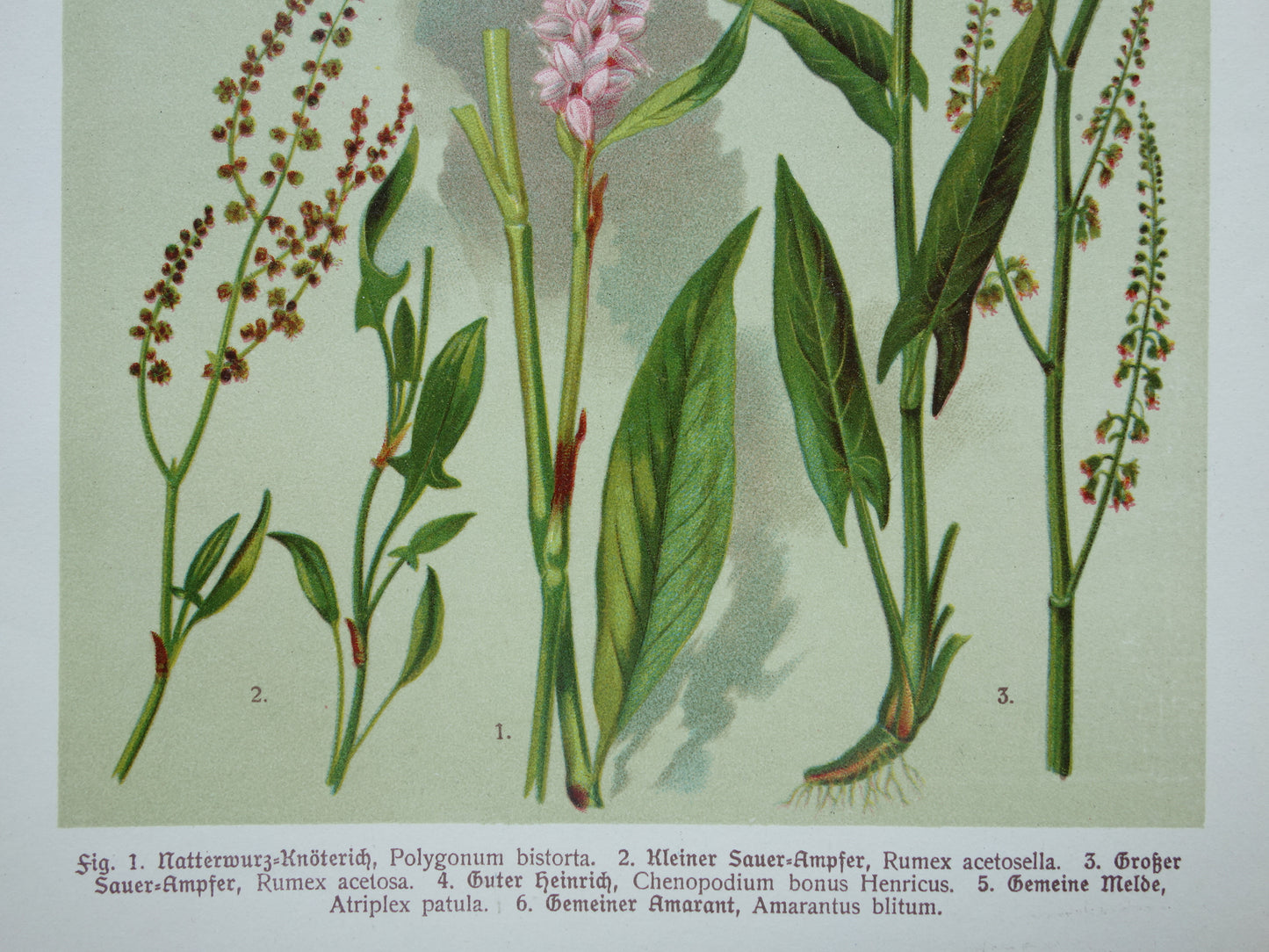 Old botanical prints Set of three pieces from 1911 Antique floral illustration print prints