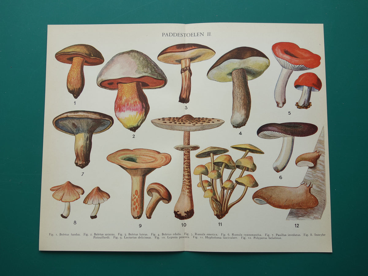 Oude Botanische Prent Paddenstoelen Nederlandse Vintage Illustratie Origineel uit jaren '30