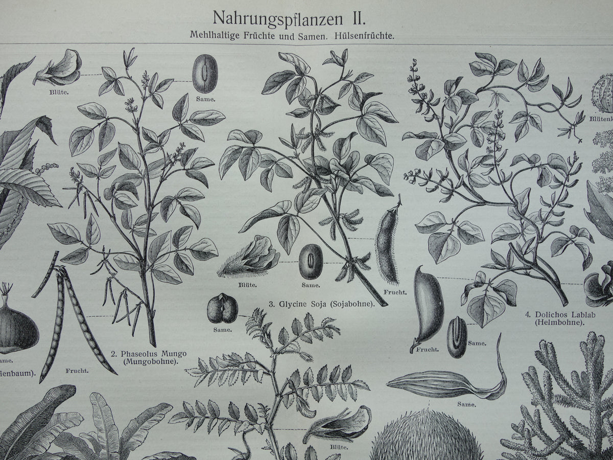 Antique botanical prints of food plants Set of two Vintage plant illustrations of food crops b/w print