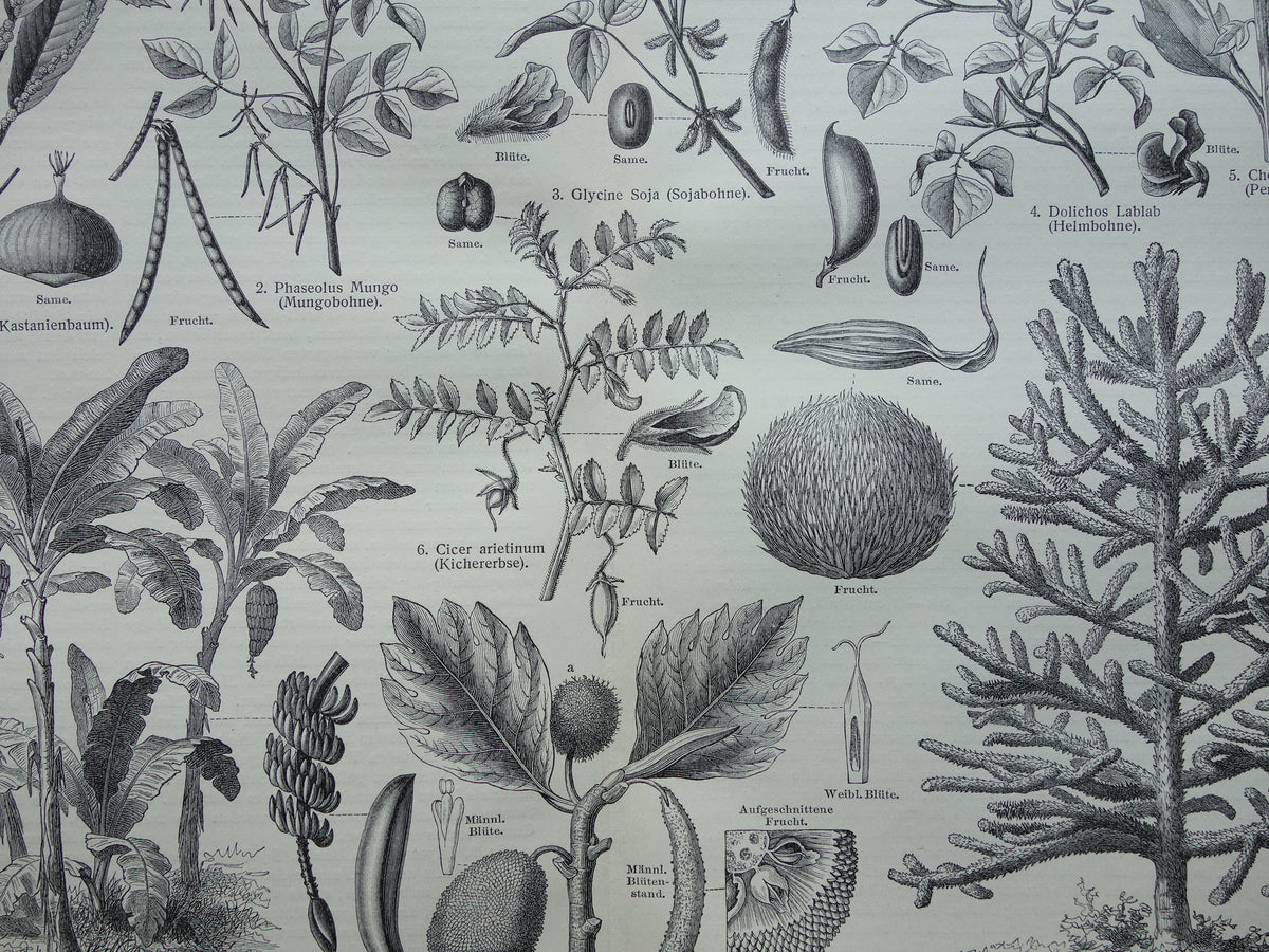 Antique botanical prints of food plants Set of two Vintage plant illustrations of food crops b/w print