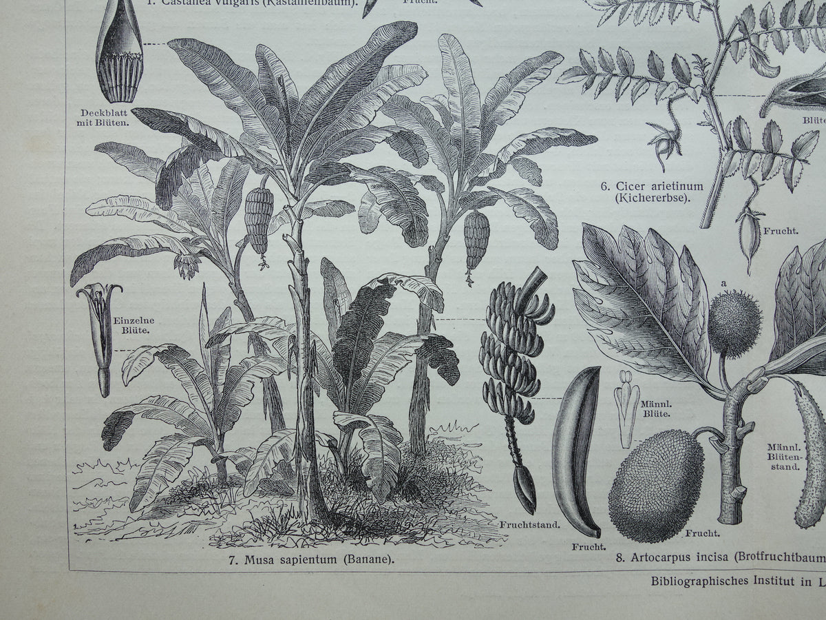 Antique botanical prints of food plants Set of two Vintage plant illustrations of food crops b/w print