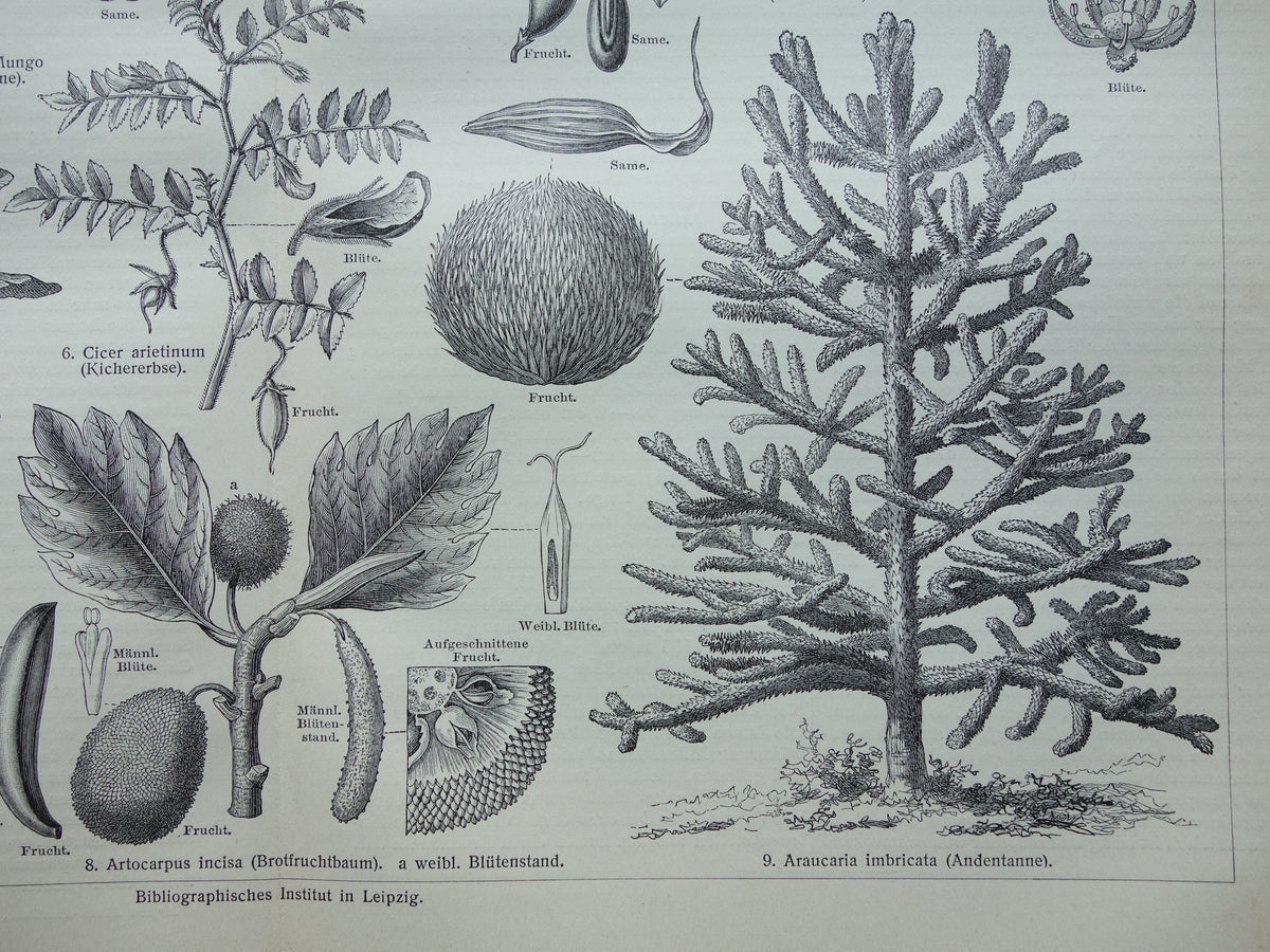 Antique botanical prints of food plants Set of two Vintage plant illustrations of food crops b/w print