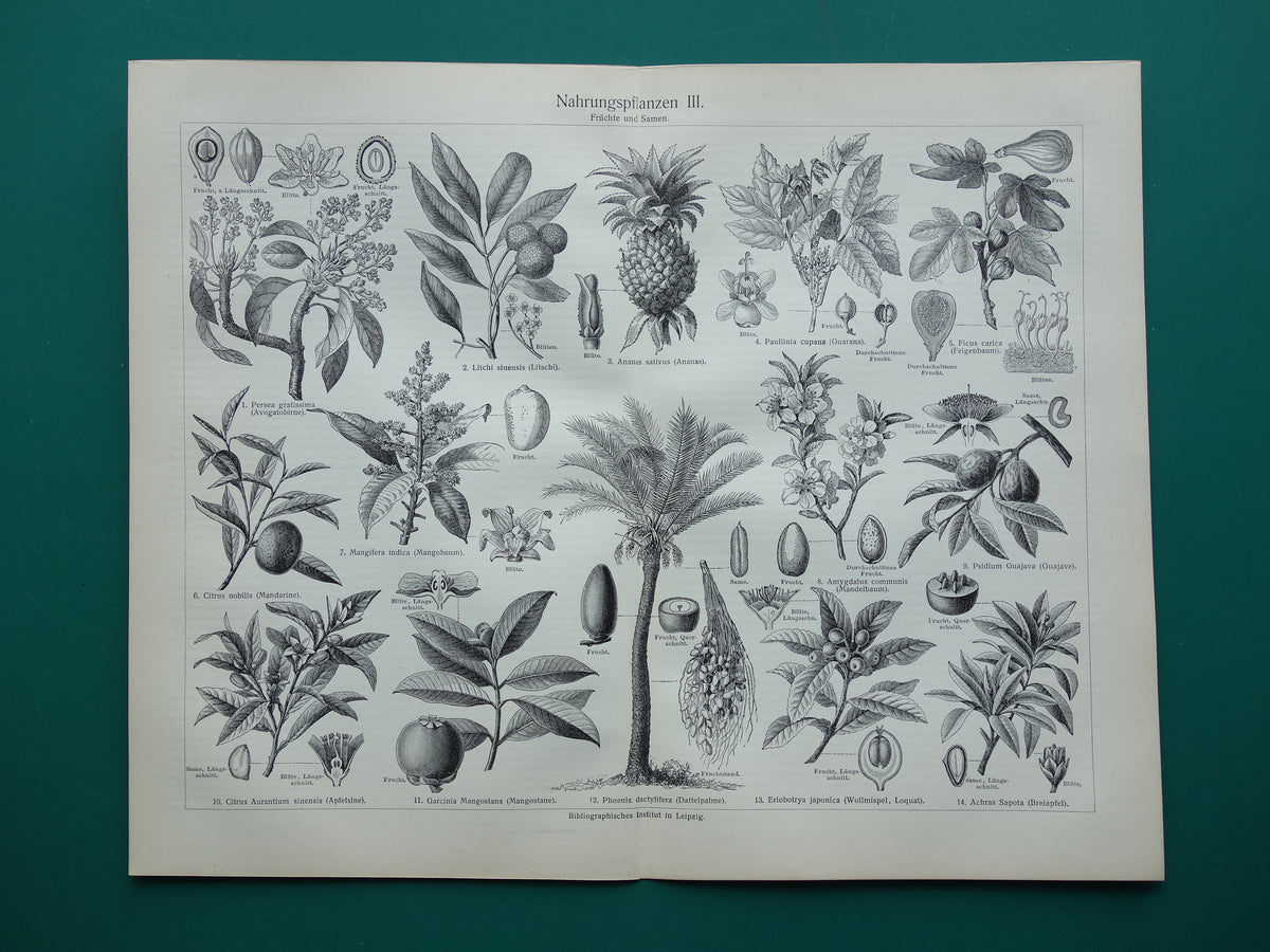 Antique botanical prints of food plants Set of two Vintage plant illustrations of food crops b/w print
