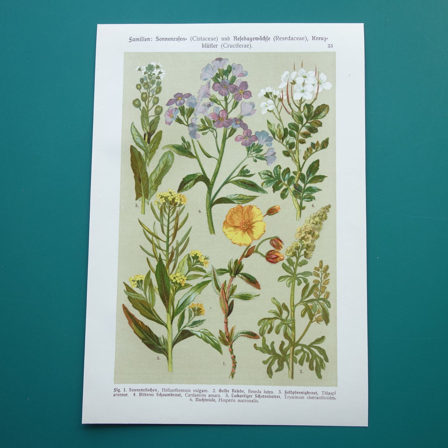 Antieke botanische prent Geel zonneroosje Gewone steenraket originele oude illustratie Damastbloem Bloemen botanie prenten