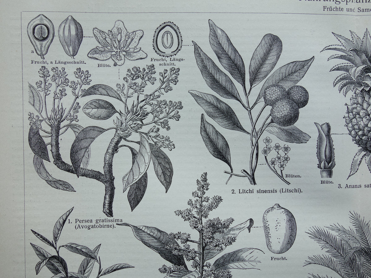 Antique botanical prints of food plants Set of two Vintage plant illustrations of food crops b/w print