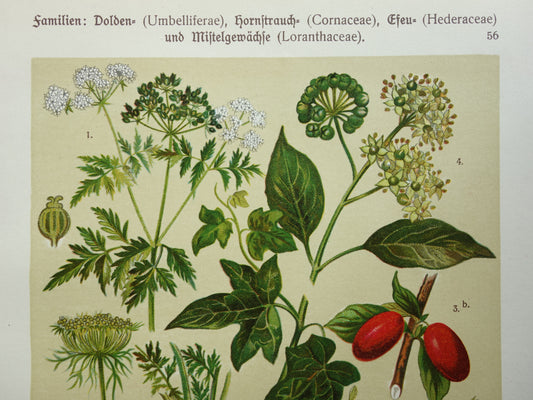 Oude botanische prent Wortel originele antieke illustratie prenten bloemen Gevlekte Scheerling, Wortel, Gele kornoelje, Klimop & Maretak