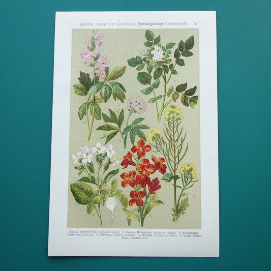Oude botanische prent Muurbloem originele oude illustratie Radijs Waterkers Bloemen botanie prenten