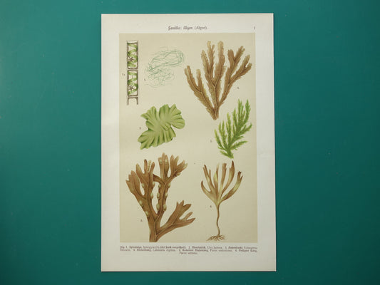 ALGEN Oude botanische prenten set van twee 1911 originele antieke illustratie Mossen planten