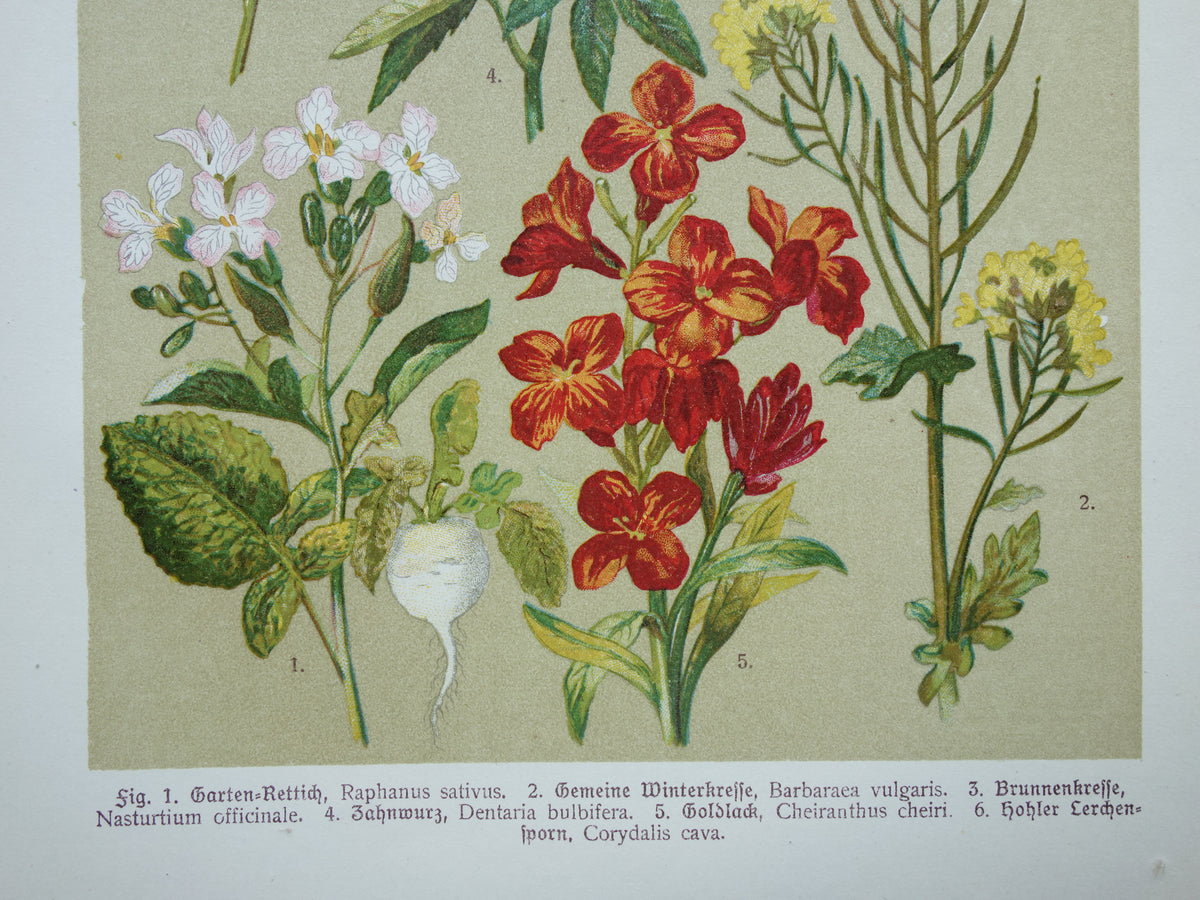 Oude botanische prent Muurbloem originele oude illustratie Radijs Waterkers Bloemen botanie prenten