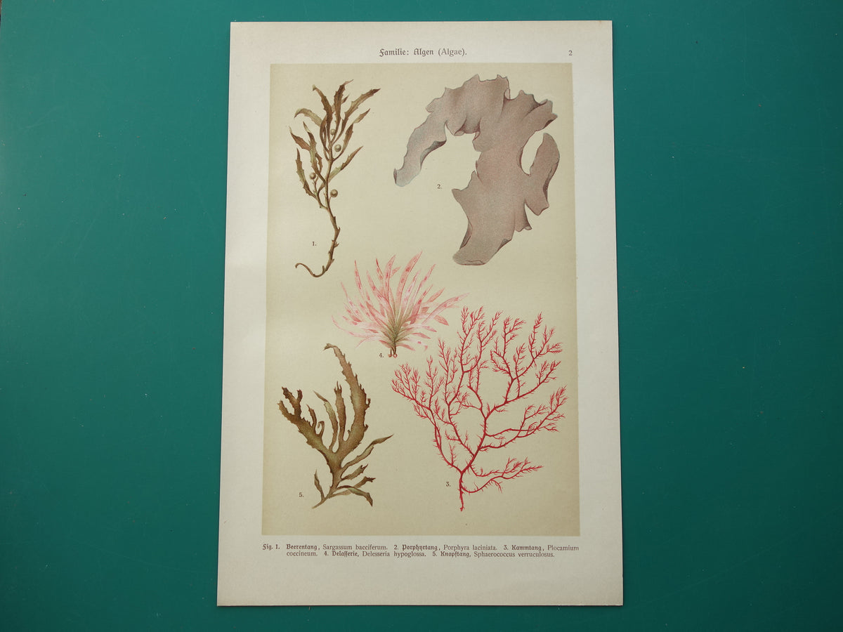ALGEN Alte botanische Drucke, Set aus zwei Drucken, Originalillustration von 1911, Moose