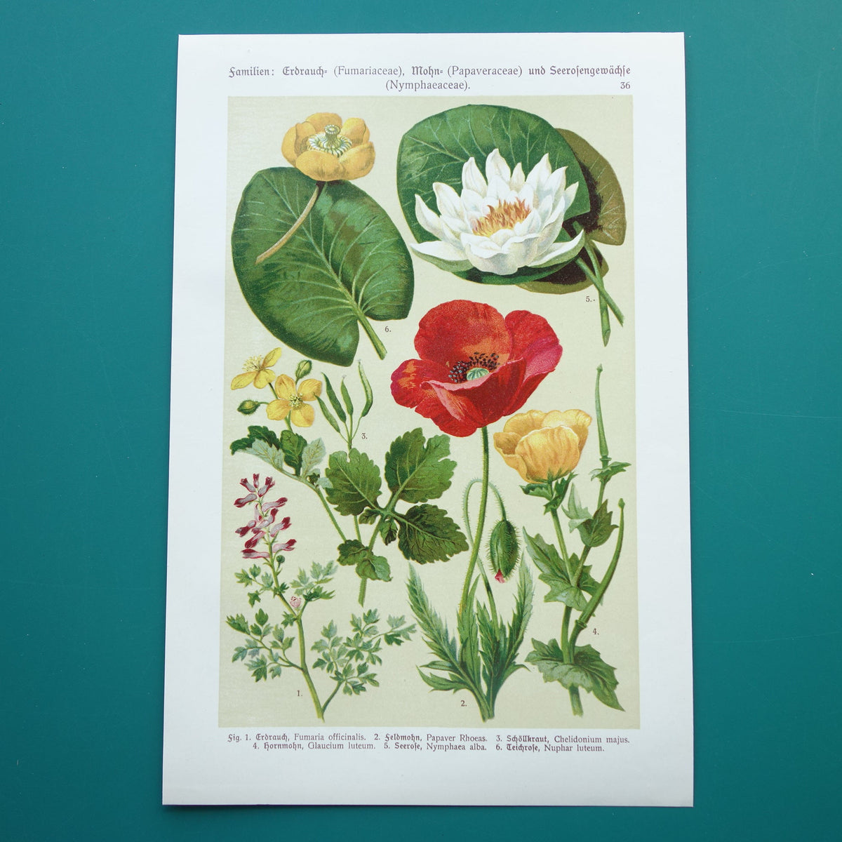 Vintage botanische prent klaproos waterlelie - 1911 originele oude illustratie - antieke planten prints