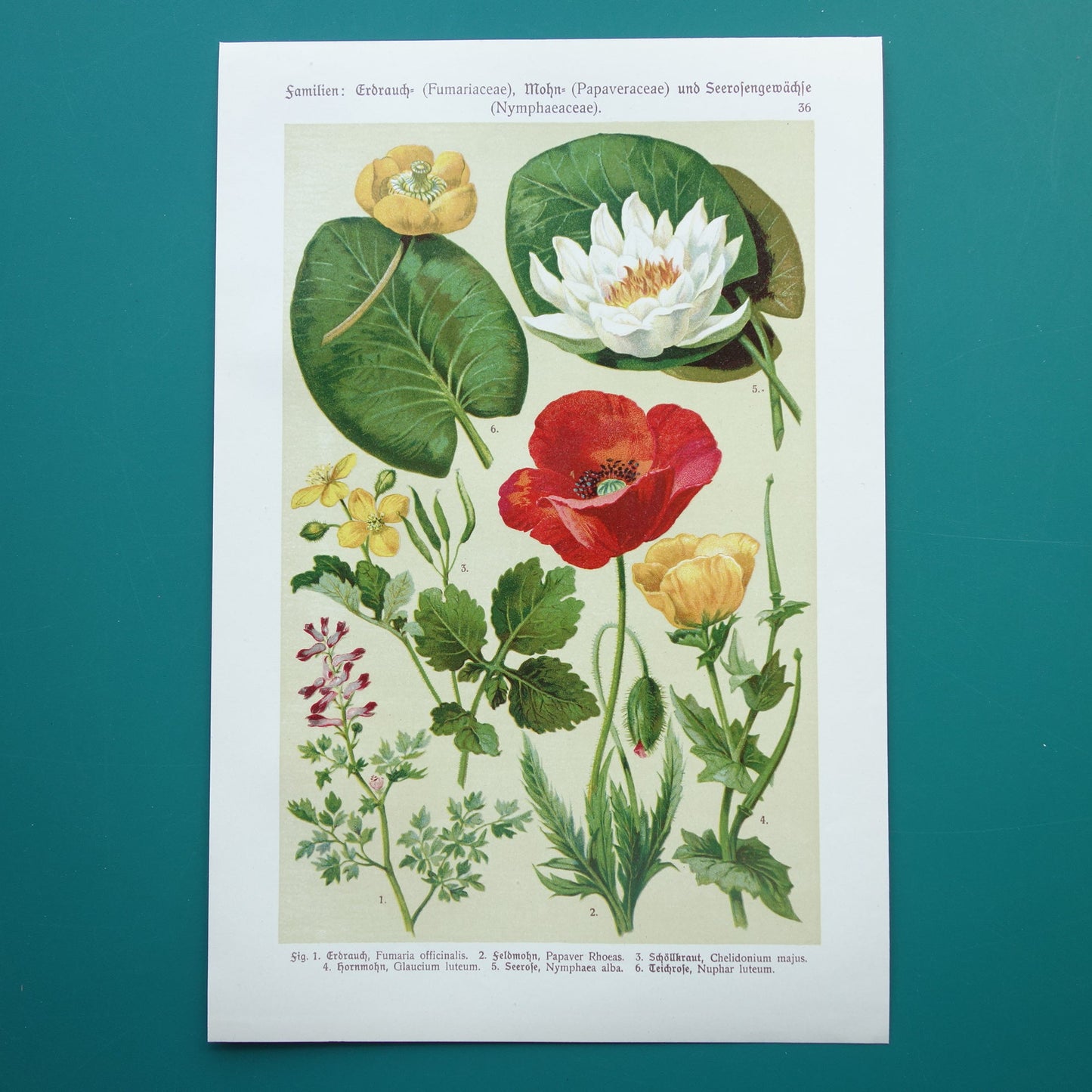 botanische prent uit 1911
