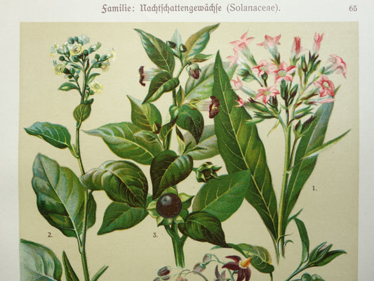 Oude botanische prent Tabaksplant originele antieke illustratie prenten bloemen Zwarte Nachtschade
