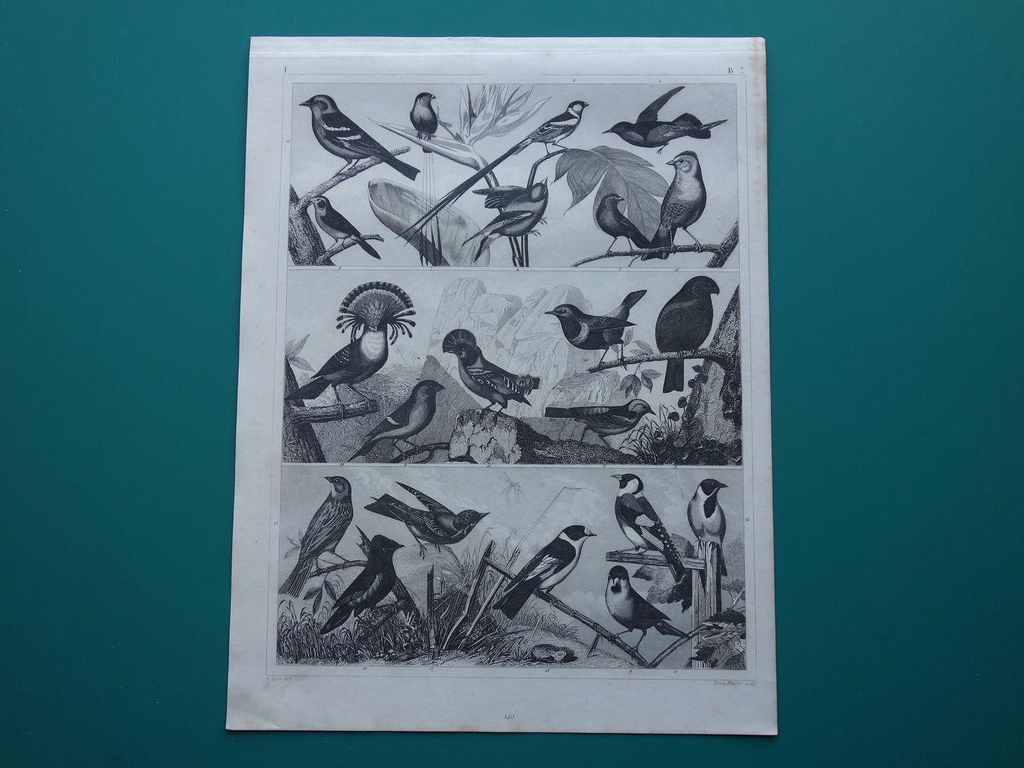 BIRDS Set of 3 old bird prints Original 175+ year old bird illustration Three vintage prints