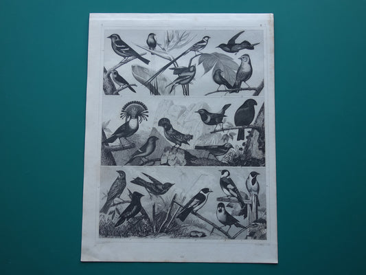 VOGELS Set van 3 oude vogel prenten Originele 175+ jaar oude vogel illustratie Drie vintage prints