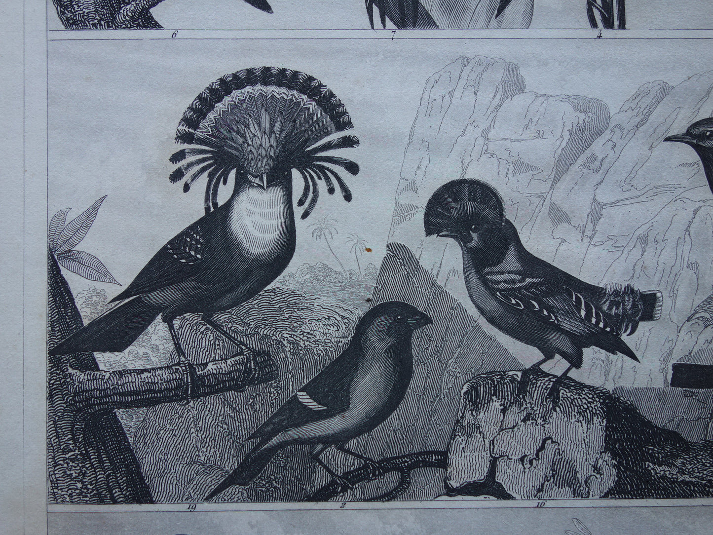 BIRDS Set of 3 old bird prints Original 175+ year old bird illustration Three vintage prints