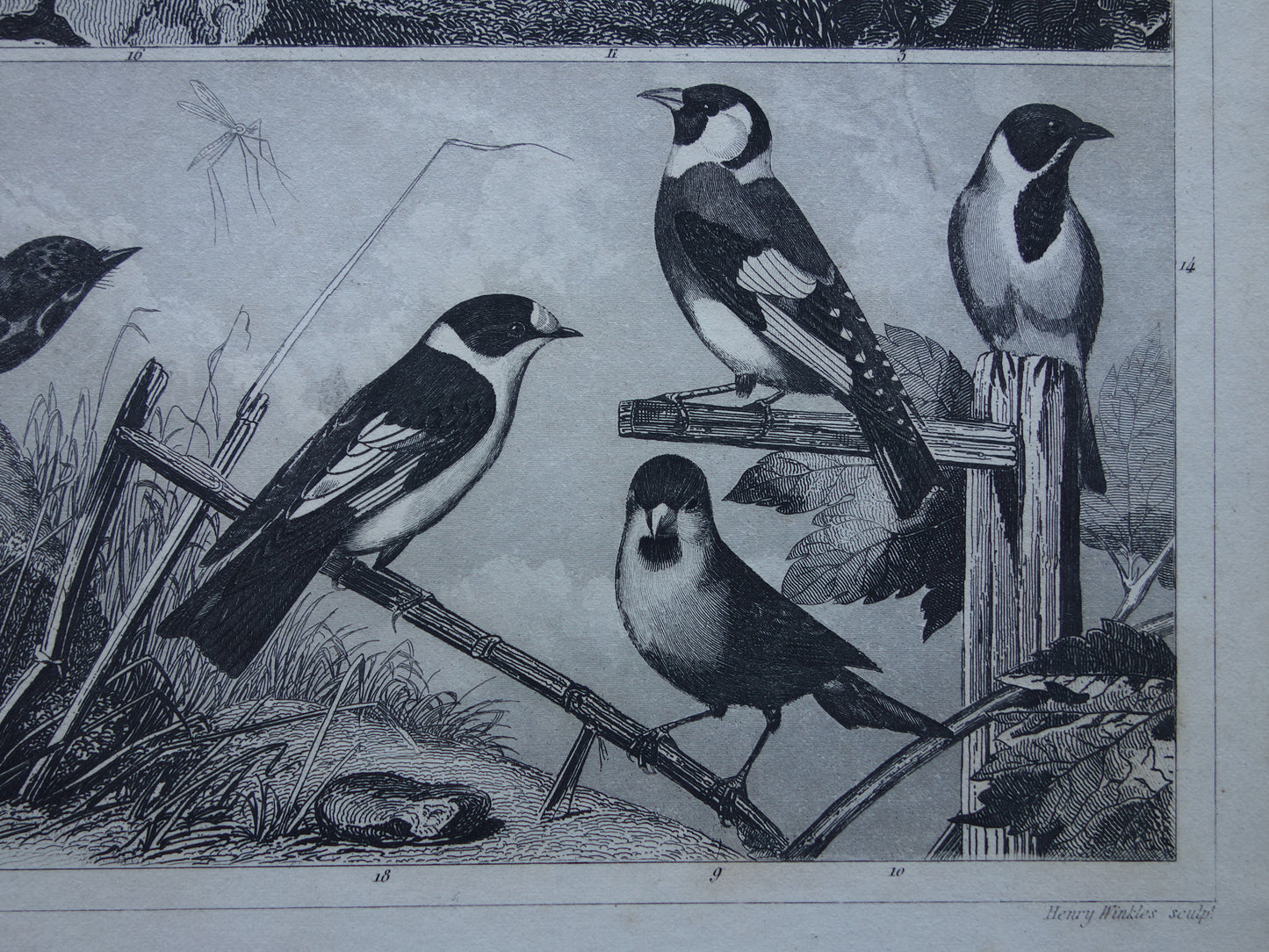 BIRDS Set of 3 old bird prints Original 175+ year old bird illustration Three vintage prints