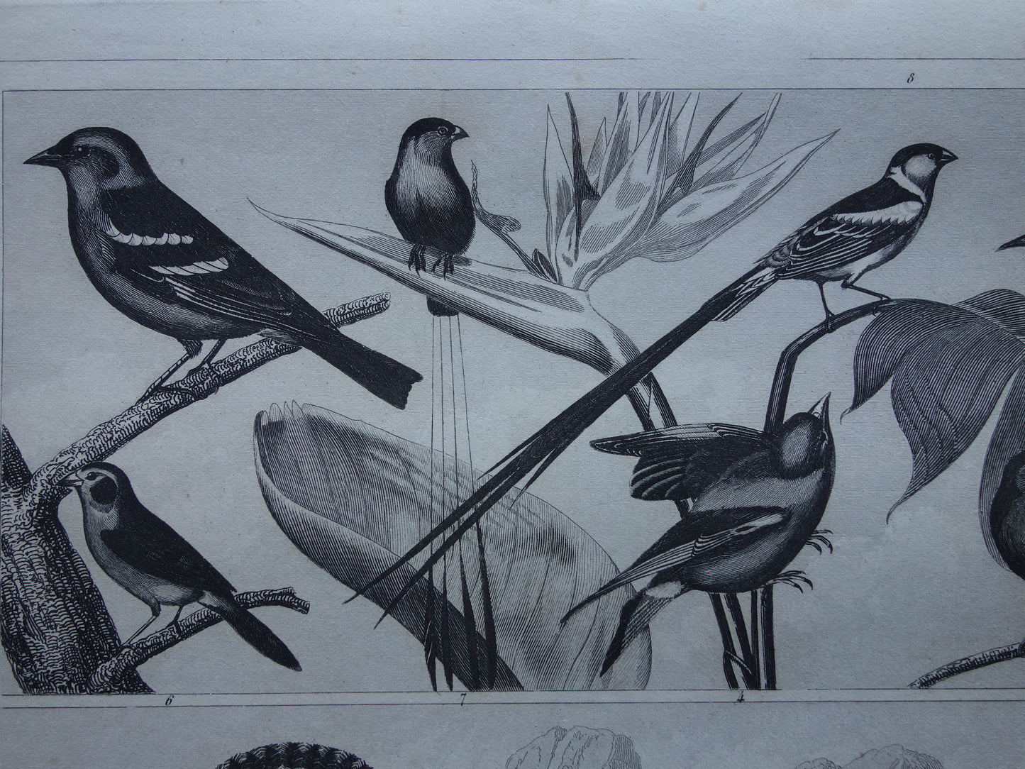 BIRDS Set of 3 old bird prints Original 175+ year old bird illustration Three vintage prints