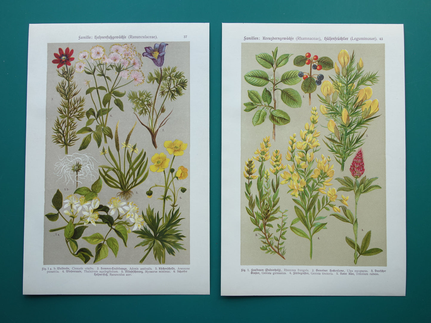 1911 Vintage Prints of Flowers - Set of 2 Old Botanical Prints - Flower Antique Print