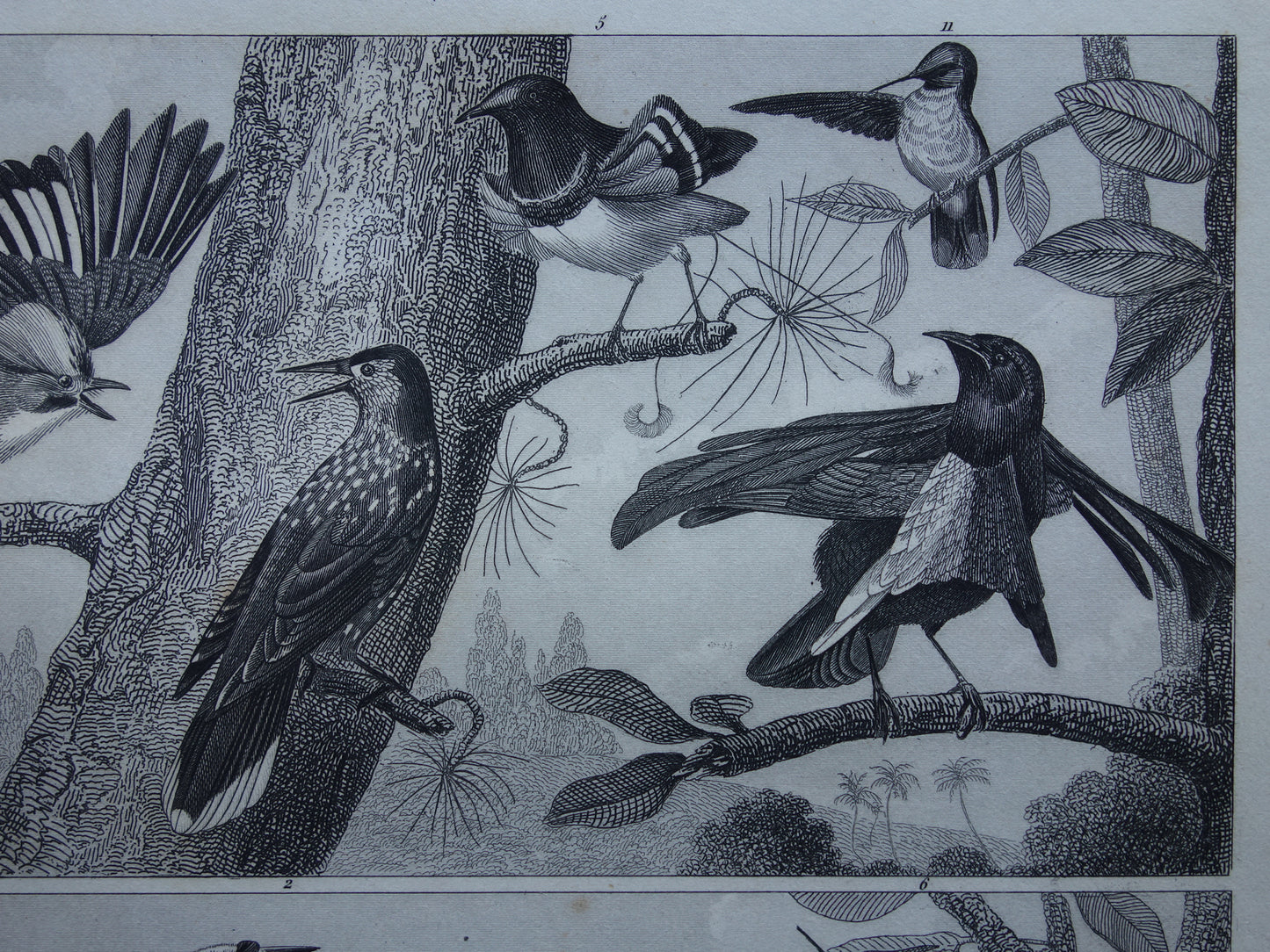 BIRDS Set of 3 old bird prints Original 175+ year old bird illustration Three vintage prints