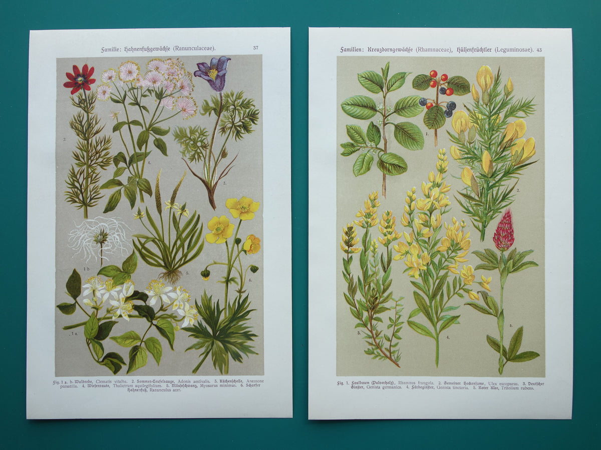 1911 Vintage prenten van bloemen - Set van 2 oude botanische prints - Bloem Antieke Prent