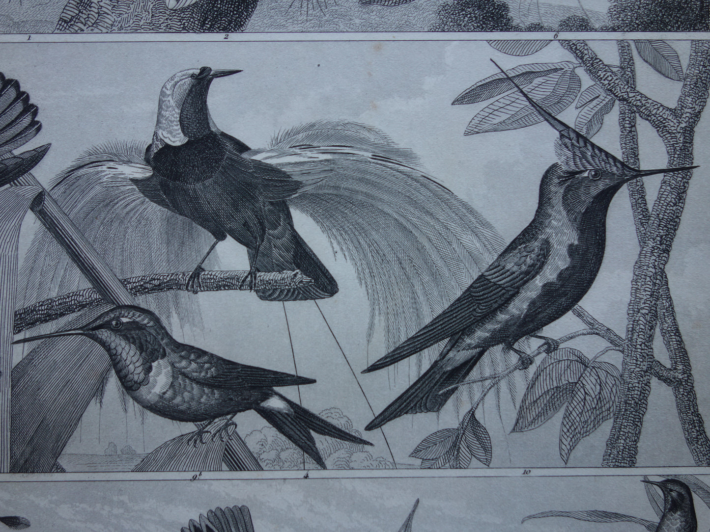 BIRDS Set of 3 old bird prints Original 175+ year old bird illustration Three vintage prints