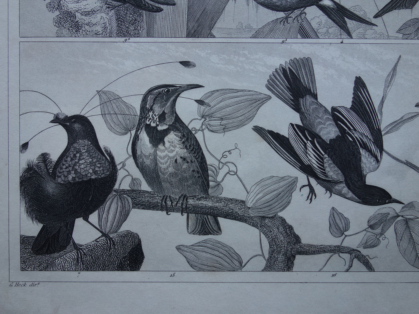 BIRDS Set of 3 old bird prints Original 175+ year old bird illustration Three vintage prints