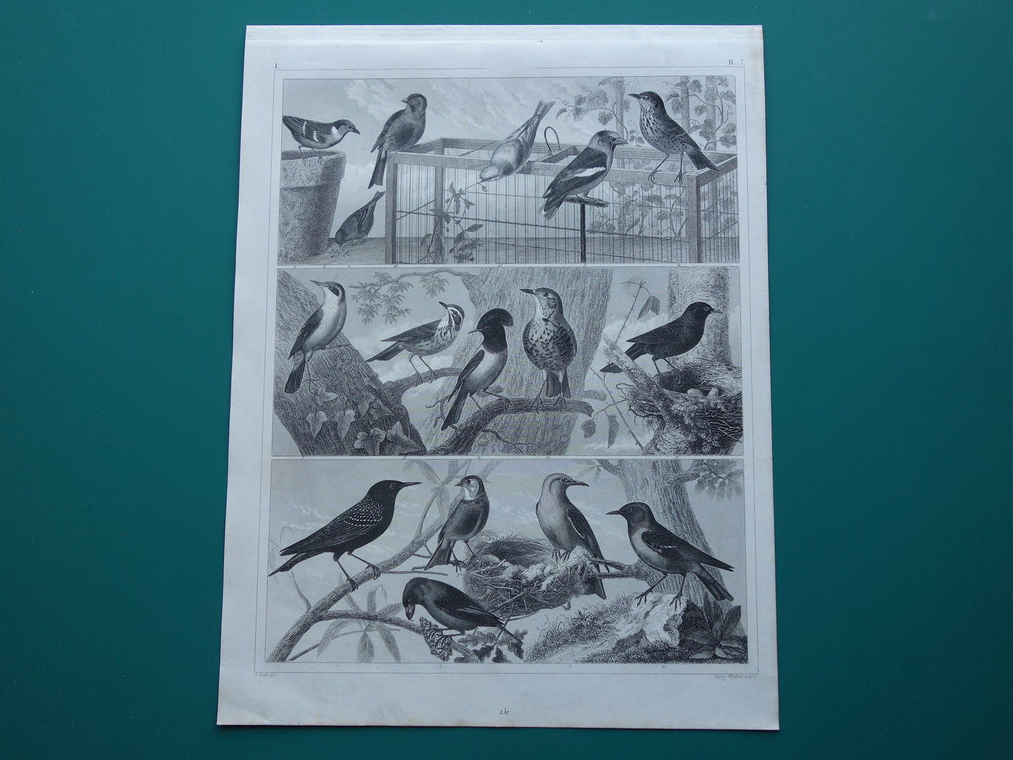 BIRDS Set of 3 old bird prints Original 175+ year old bird illustration Three vintage prints