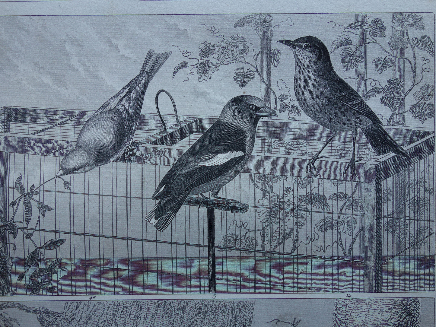 BIRDS Set of 3 old bird prints Original 175+ year old bird illustration Three vintage prints