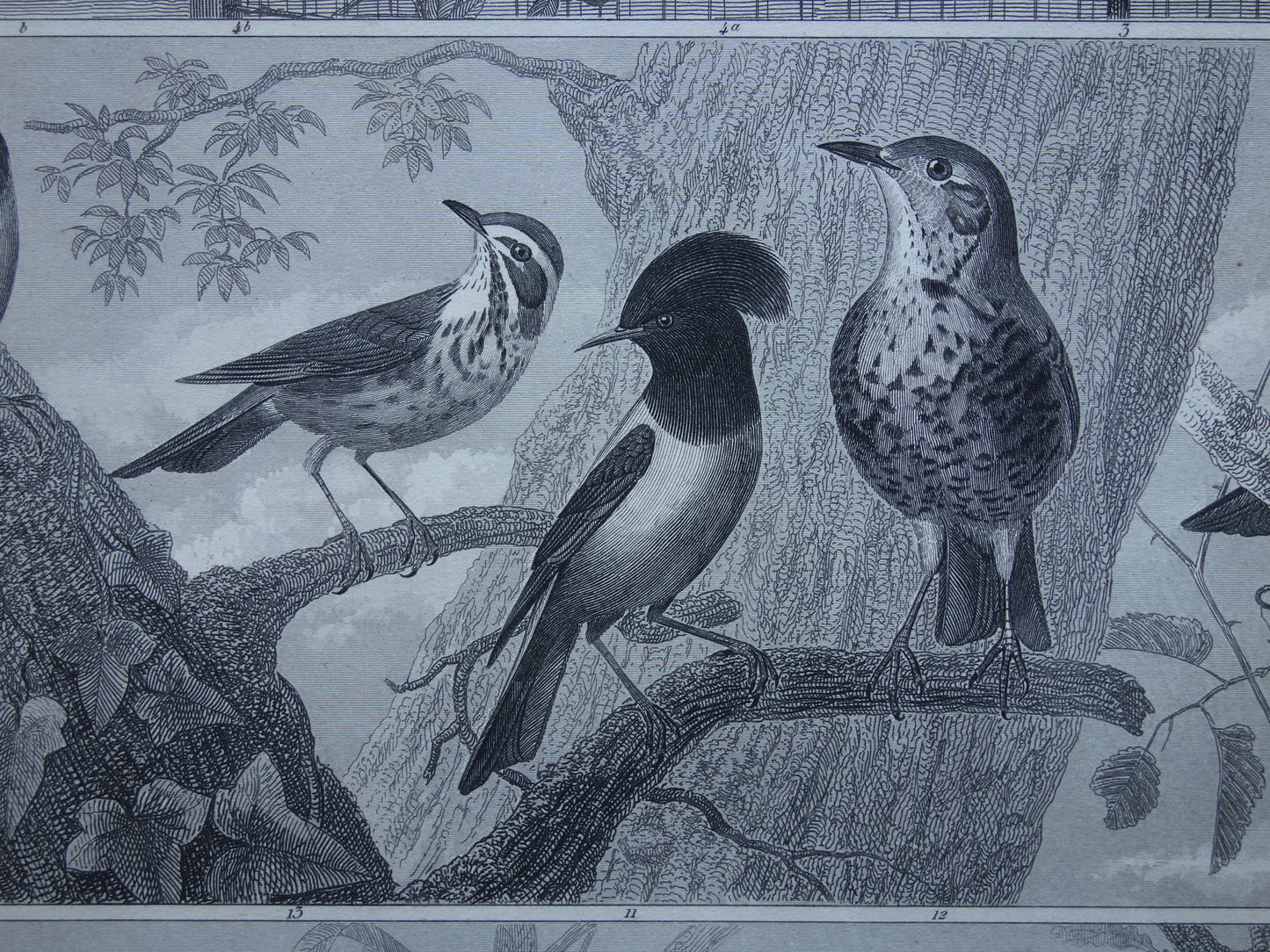 BIRDS Set of 3 old bird prints Original 175+ year old bird illustration Three vintage prints