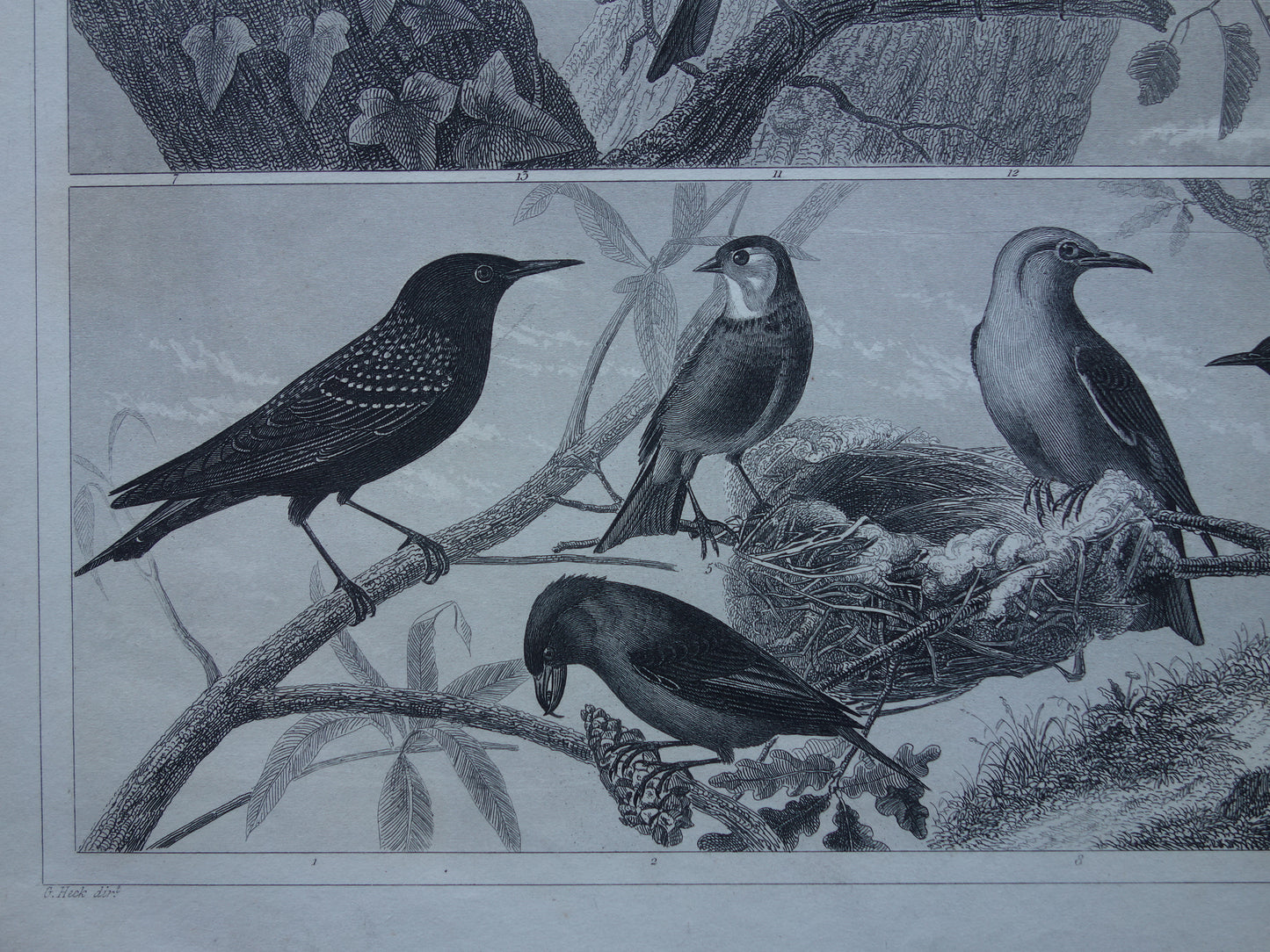 BIRDS Set of 3 old bird prints Original 175+ year old bird illustration Three vintage prints