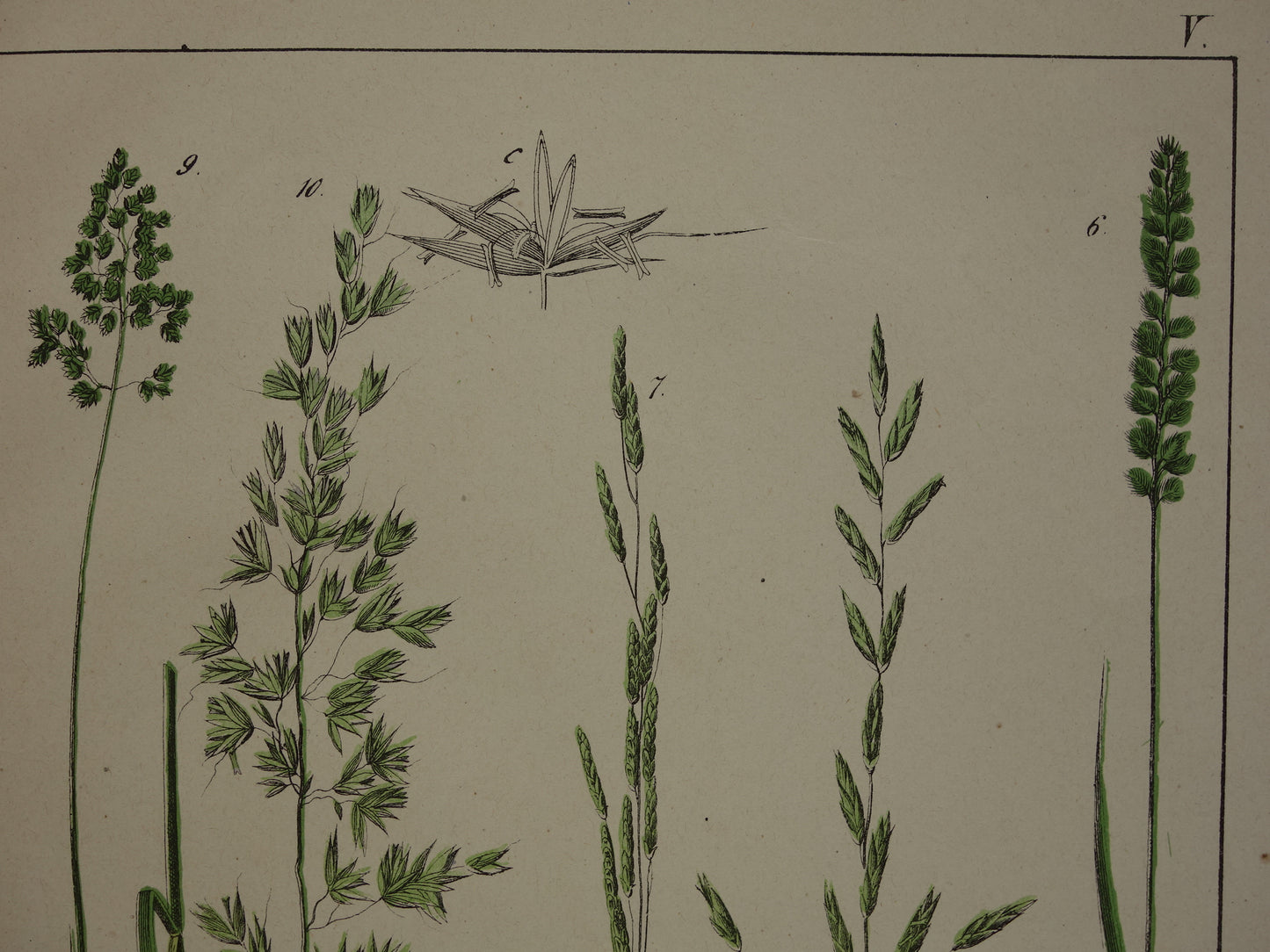 GRASSEN Antieke Botanische Illustratie van Grassoorten - Oude prent Gras - Originele Vintage Print