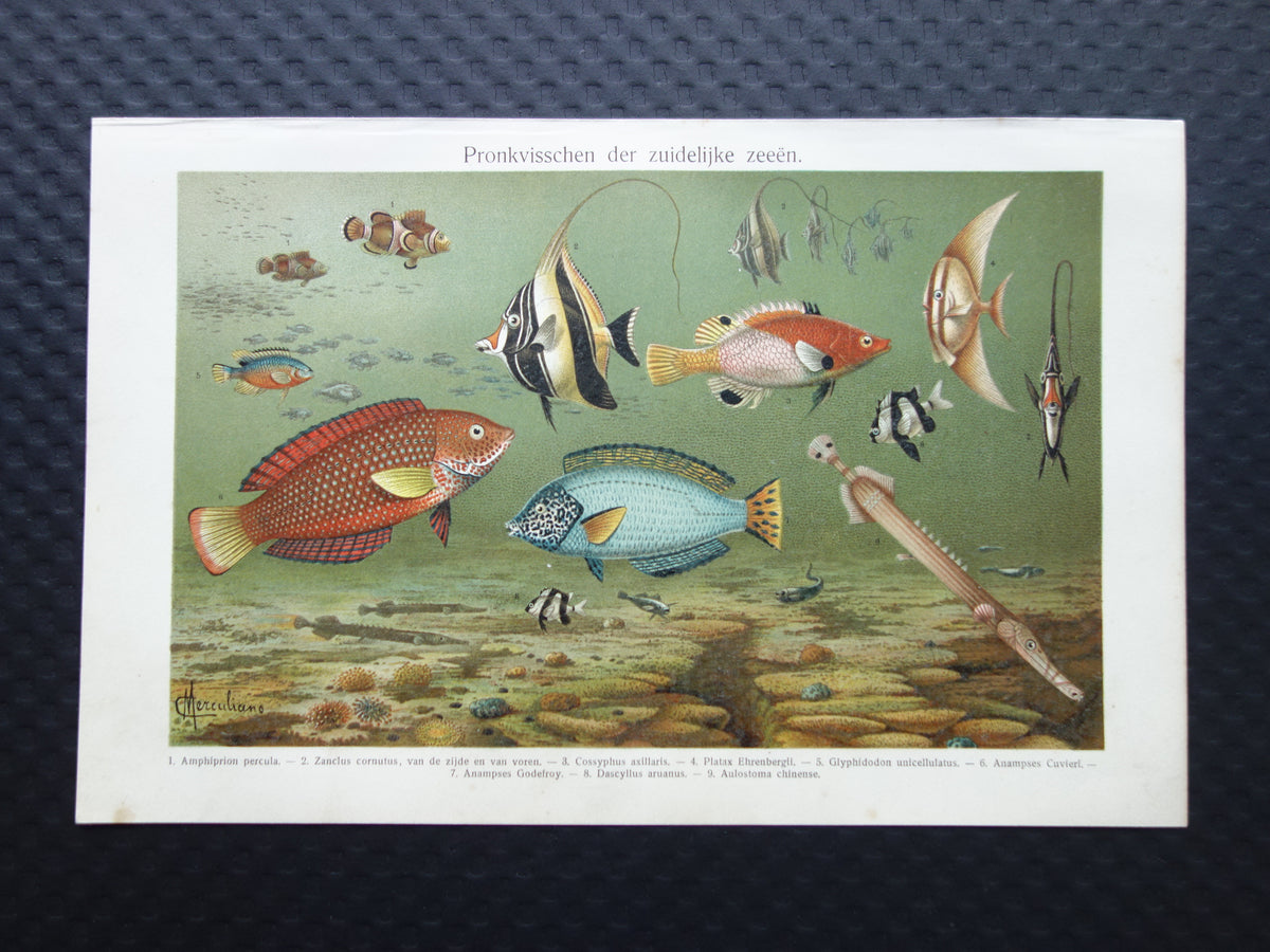 Tropische vissen vintage print originele antieke Nederlandse prent maskerwimpelvis ronde vleermuisvis