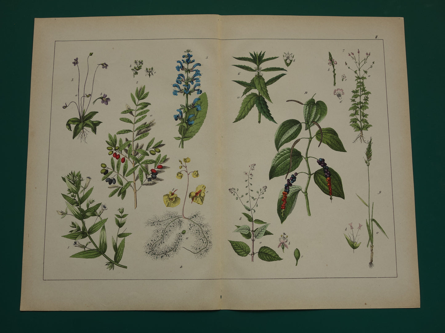 Oude Botanische Prent Zwarte Peper Olijfboom uit 1874 Antieke Illustratie Boterkruid Blaasjeskruid - Originele Vintage Print