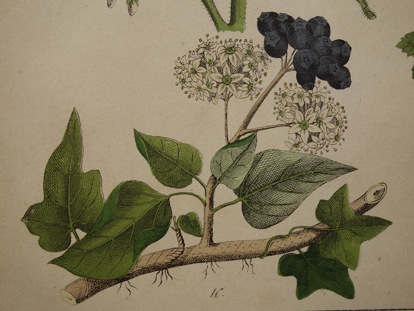 Botanical Print - Original Vintage Print Botany Flowers Plants - Antique Wall Decor Prints