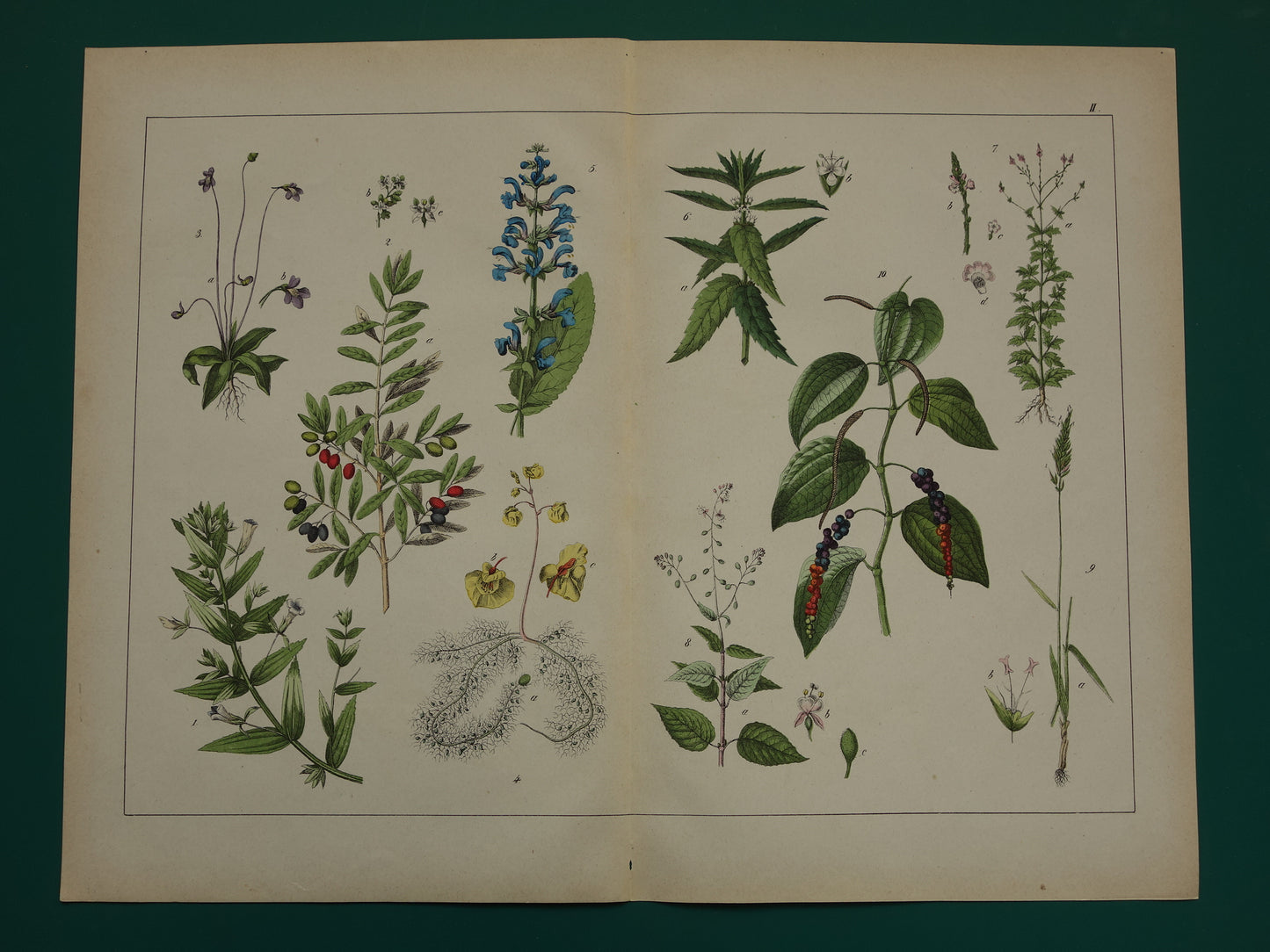 Oude Botanische Prent Zwarte Peper Olijfboom uit 1874 Antieke Illustratie Boterkruid Blaasjeskruid - Originele Vintage Print