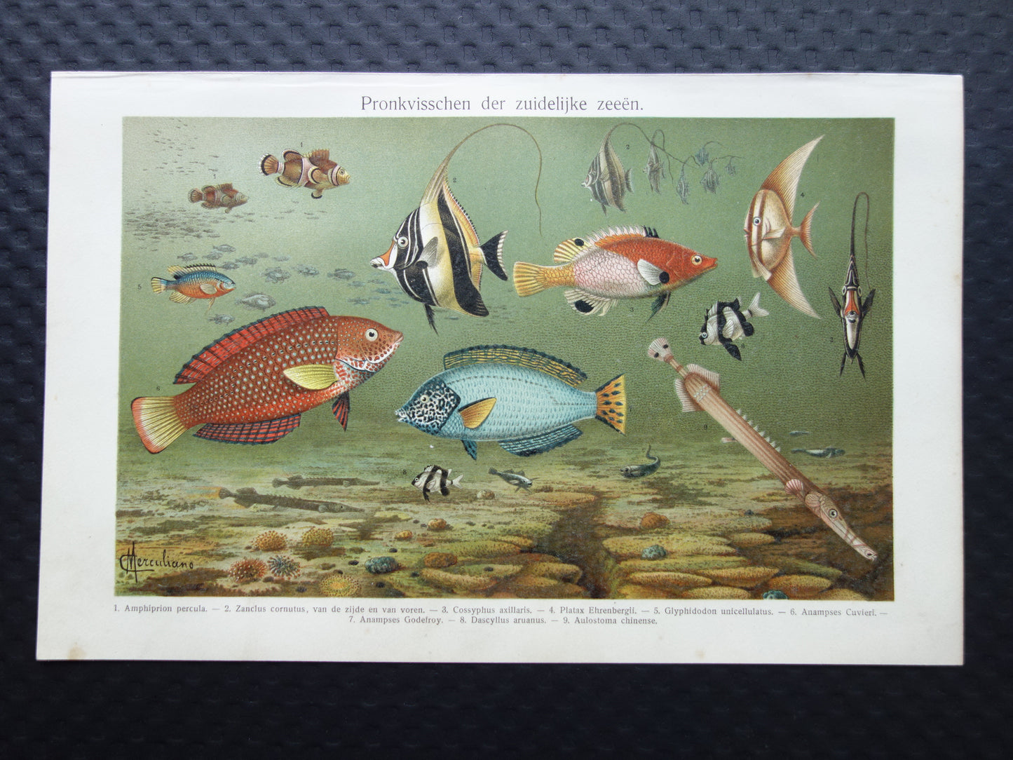 Tropische vissen vintage print originele antieke Nederlandse prent maskerwimpelvis ronde vleermuisvis