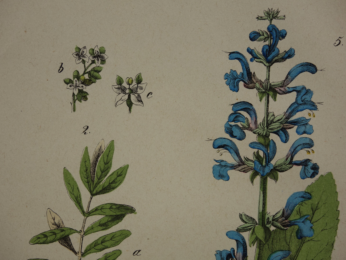 Oude Botanische Prent Zwarte Peper Olijfboom uit 1874 Antieke Illustratie Boterkruid Blaasjeskruid - Originele Vintage Print