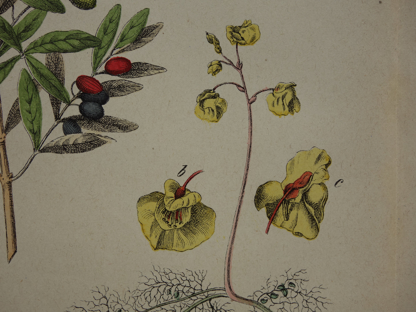 Oude Botanische Prent Zwarte Peper Olijfboom uit 1874 Antieke Illustratie Boterkruid Blaasjeskruid - Originele Vintage Print